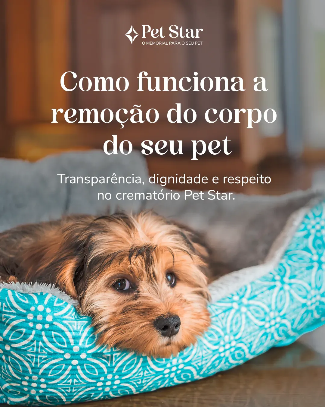 Post do Instagram @memorialpetstar